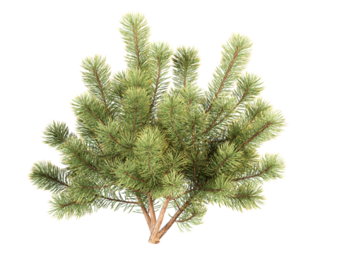 christmas tree branch