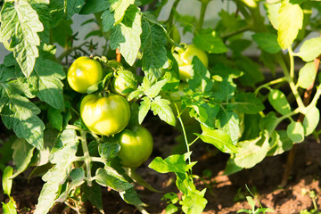 in the open ground, green tomatoes ripen