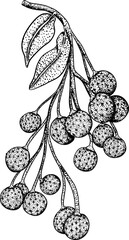 Longan vector hand drawing set tropical fruit illustration. Engraved dimocarpus longan fruit, summer fruit.
