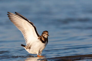 Ruddy Turnstone, Arenaria interpres