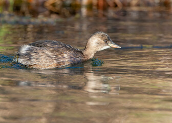 Little Grebe, Tachybaptus ruficollis