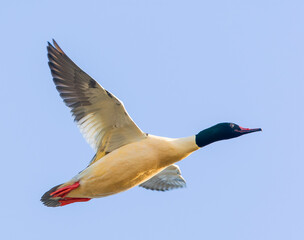 Goosander, Mergus merganser