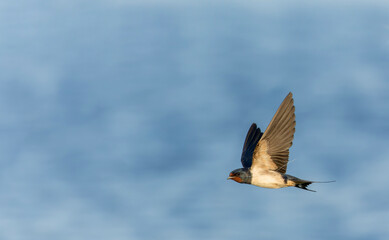 Barn Swallow, Hirundo rustica
