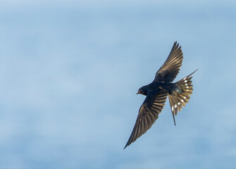 Barn Swallow, Hirundo rustica