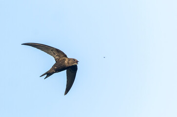 Common Swift, Apus apus