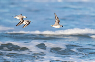 Sanderling, Calidris alba