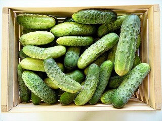 freshly picked cucumbers in a box