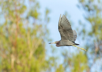 Little Blue Heron, Egretta caerulea