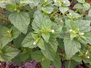 croton hirtus plants in tropical nature © RMX IMG