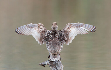 Marbled Teal, Marmaronetta angustirostris