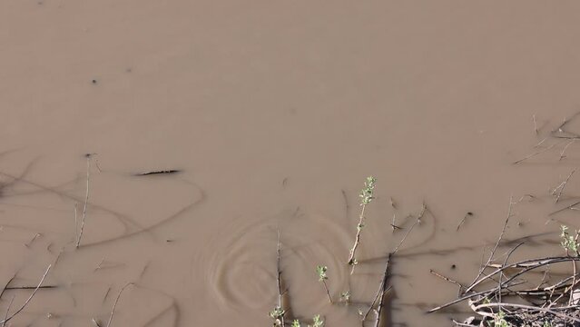  Small toad pushes off from a stick in a puddle surrounded by tadpoles under the surface