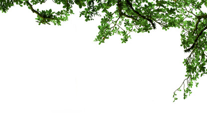 green leaves frame isolated on transparent background and PNG file