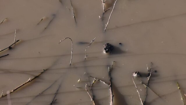  Tadpole swimming in a muddy pool scares a western toad from its spot