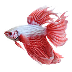 Siamese fighting fish without background