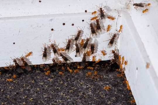 Hurtnice mrówki ze skrzydłami inwazja w domu 