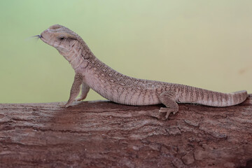 A savannah monitor is looking for prey in a dry tree trunk. This reptile with its natural habitat...