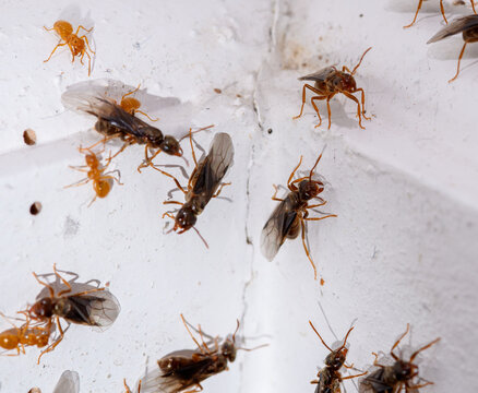 Zbliżenie na mrówki ze skrzydłami w domu 