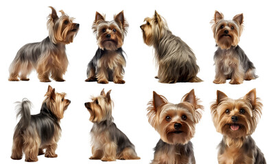 Yorkshire Terrier dog puppy, many angles and view portrait side back head shot isolated on transparent background cutout, PNG file