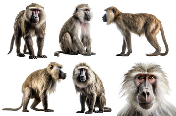 Obraz premium Baboon, many angles and view portrait side back head shot isolated on transparent background cutout, PNG file