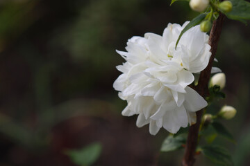 Blooming jasmine bush in the garden