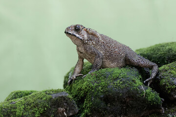 Fototapeta na wymiar An Asian black-spined toad is looking for prey on a moss-covered rock. This rough-skinned amphibian has the scientific name Bufo melanostictus.