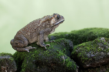 Fototapeta na wymiar An Asian black-spined toad is looking for prey on a moss-covered rock. This rough-skinned amphibian has the scientific name Bufo melanostictus.
