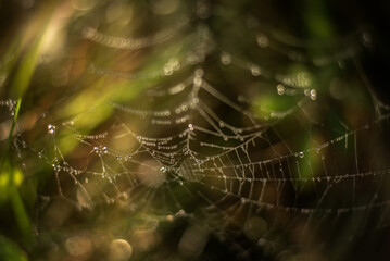 Spider web with dew drops at sunrise