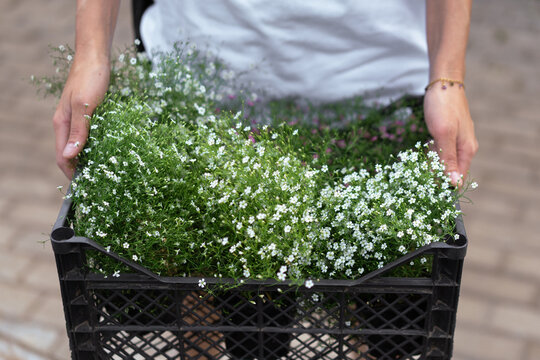 A young woman works in a greenhouse of flowers.