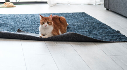 red fat cat playing with carpet at home, light white gray interrior, street animal adoption, indoor...
