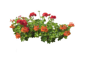 Géranium (Pelargonium zonale)