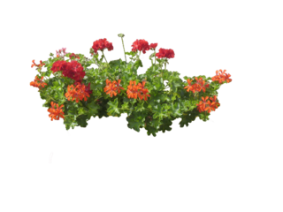 Géranium (Pelargonium zonale)