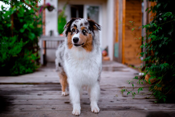 Beautiful Australian Shepherd on the garden terrace.