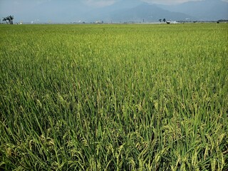 Panoramic beauty of the Rawa Pening Ambarawa rice fields with green and yellow rice ready to be harvested