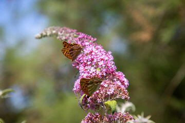 Kaisermantel Schmetterling auf Schmetterlingsflieder