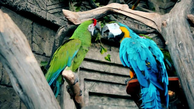 blue-and-yellow macaw and Green-winged macaw
