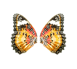 Lime Swallowtail butterfly wings on transparent background (PNG File)