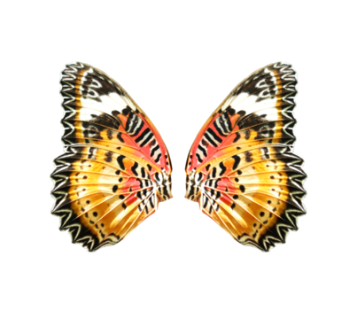 Lime Swallowtail butterfly wings on transparent background (PNG File)