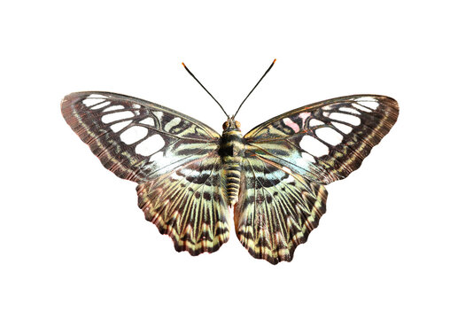Parthenos sylvia butterfly isolated on white background