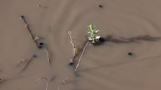 Western toadlet swims to share the shade of a small plant with a friend