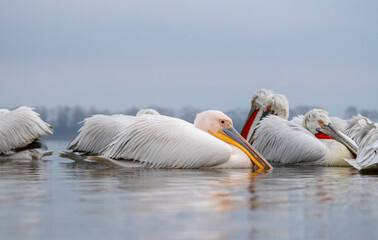 Great White Pelican, Pelecanus onocrotalus - obrazy, fototapety, plakaty