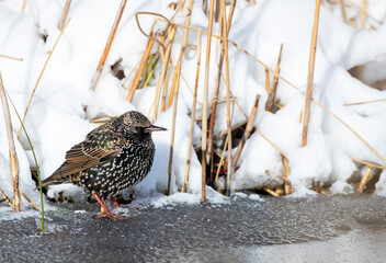 Common starling, Sturnus vulgaris