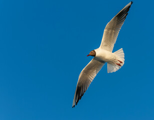 Fototapeta premium Common Black-headed Gull, Chroicocephalus ridibundus