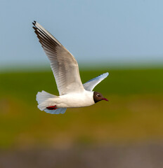 Common Black-headed Gull, Chroicocephalus ridibundus