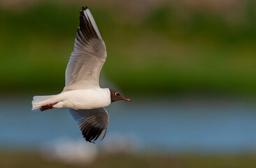 Common Black-headed Gull, Chroicocephalus ridibundus