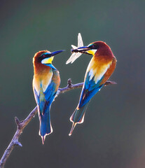 European Bee-eater, Merops apiaster