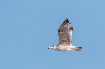 European Herring Gull, Larus argentatus