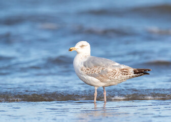 Fototapeta premium European Herring Gull, Larus argentatus