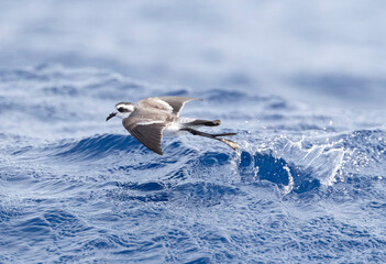 White-faced Storm Petrel, Pelagodroma marina
