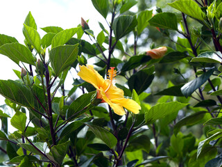 Hibiscus rosa-sinensis | Chinese hibiscus or Rose mallow with an erect bright yellow flower and prominent orange-tipped red anthers and thoothed green leaves
