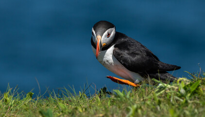 Puffin dancing